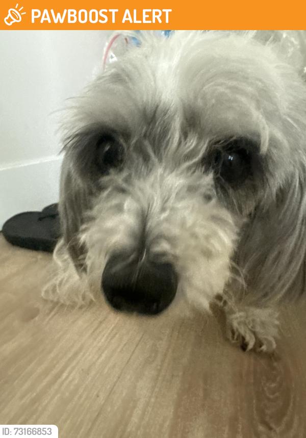 Found/Stray Female Dog last seen Ratio apmts, Columbia Heights, MN 55421