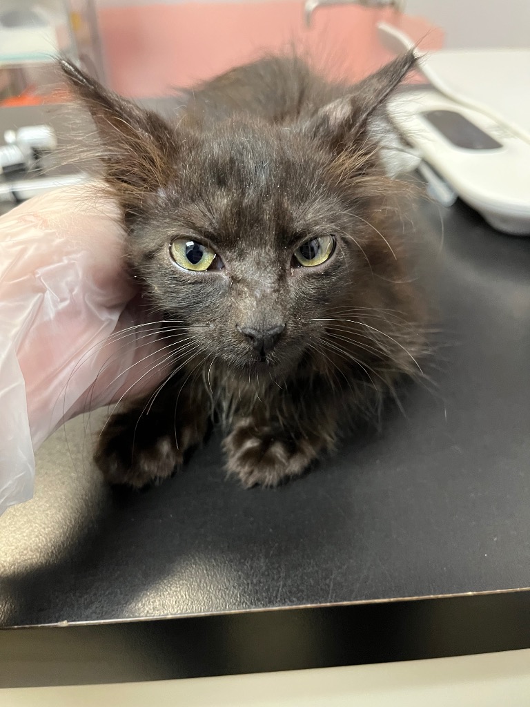 Shelter Stray Male Cat last seen Bexar County, 3353 Morningside Dr, New Braunfels, TX 78132, USA