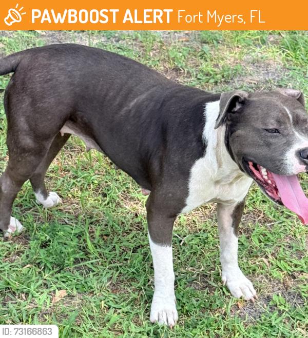 Found/Stray Female Dog last seen Roberto Clemente park, Fort Myers, FL 33901