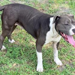 Found/Stray Female Dog last seen Roberto Clemente park, Fort Myers, FL 33901