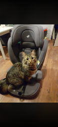 Lost Male Cat last seen weston woods, Hertfordshire, England SG7 6FJ