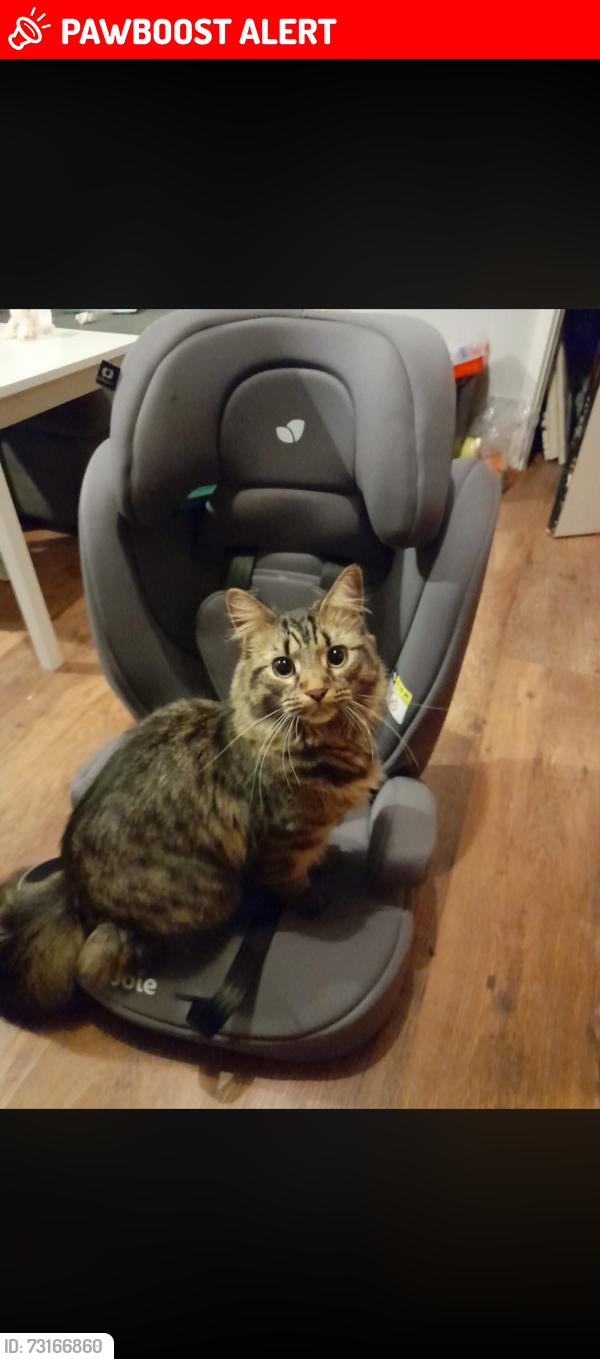 Lost Male Cat last seen weston woods, Hertfordshire, England SG7 6FJ