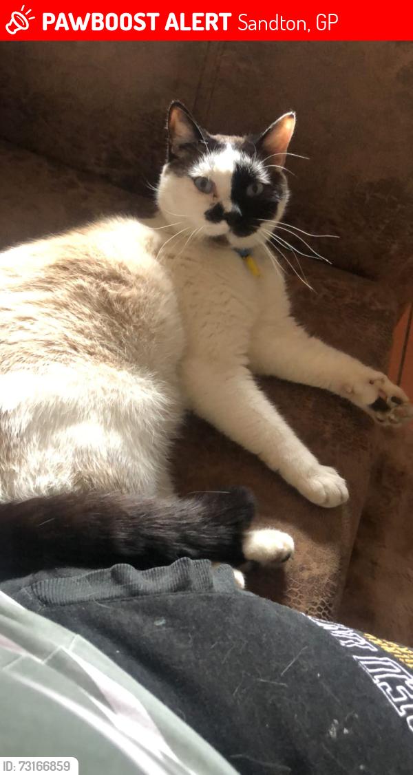 Lost Male Cat last seen The wedge, Sandton, GP 2148