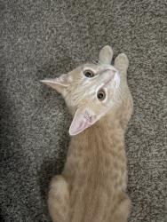 Lost Male Cat last seen On thyme garden, San Antonio, TX 78073