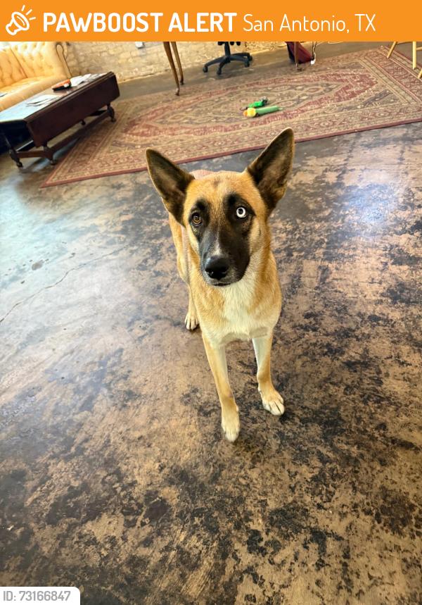 Found/Stray Female Dog last seen The Friendly Spot, San Antonio, TX 78205