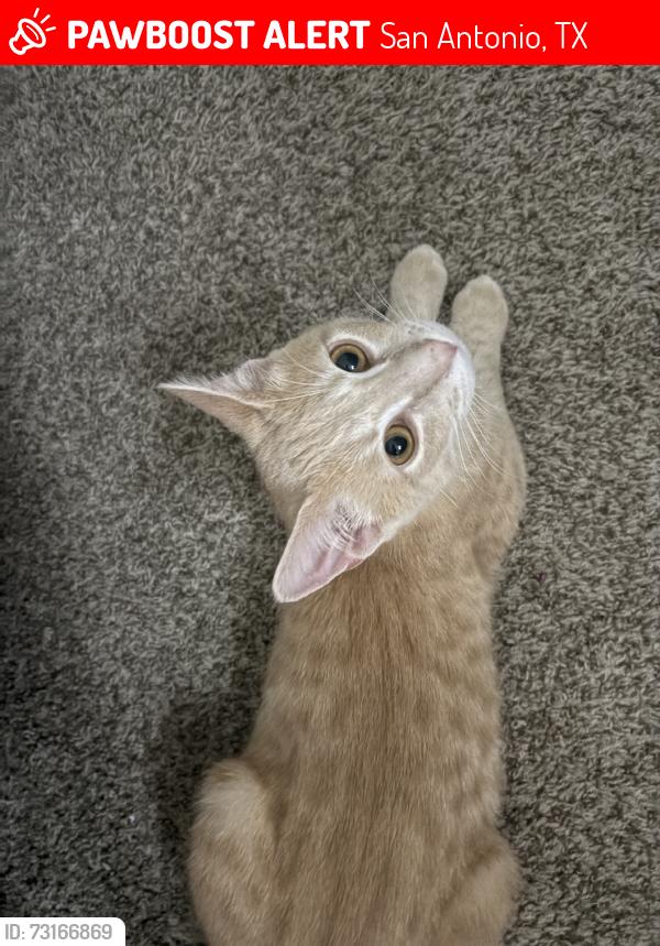 Lost Male Cat last seen On thyme garden, San Antonio, TX 78073