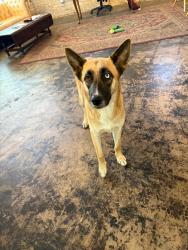 Found/Stray Female Dog last seen The Friendly Spot, San Antonio, TX 78205