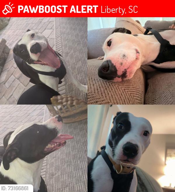 Lost Female Dog last seen Winding Creek Rd, Hwy 93,, Liberty, SC 29657