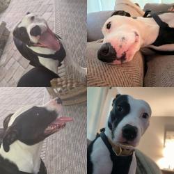 Lost Female Dog last seen Winding Creek Rd, Hwy 93,, Liberty, SC 29657