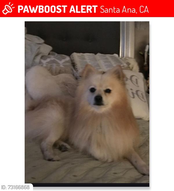 Lost Male Dog last seen Warner Ave, Santa Ana, CA 92707