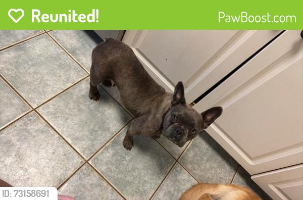 Reunited Female Dog last seen 39th St and M 1/2, Galveston, TX 77550