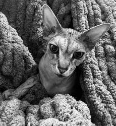 Lost Male Cat last seen London Vompany way 2000 block, Williamsburg, VA 23185
