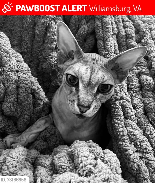 Lost Male Cat last seen London Vompany way 2000 block, Williamsburg, VA 23185