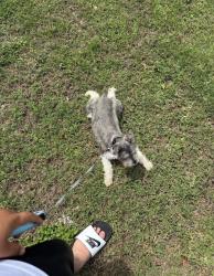 Lost Male Dog last seen by the Chuck Pezoldt park, Miami, FL 33187
