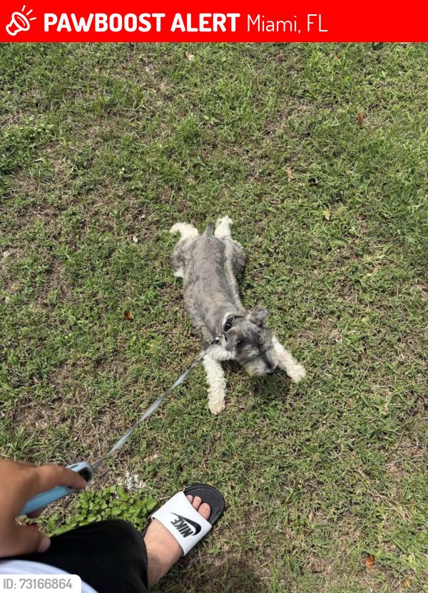 Lost Male Dog last seen by the Chuck Pezoldt park, Miami, FL 33187