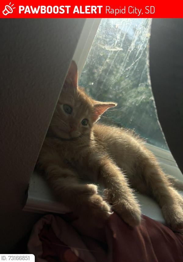 Lost Male Cat last seen North east st. CUSTER st. FARLOW. VanBuren, Rapid City, SD 57702