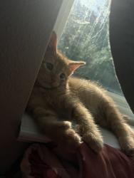 Lost Male Cat last seen North east st. CUSTER st. FARLOW. VanBuren, Rapid City, SD 57702