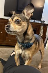 Lost Female Dog last seen 13th and Peoria Aurora, CO 80011 - Hoffman Heights, Aurora, CO 80018