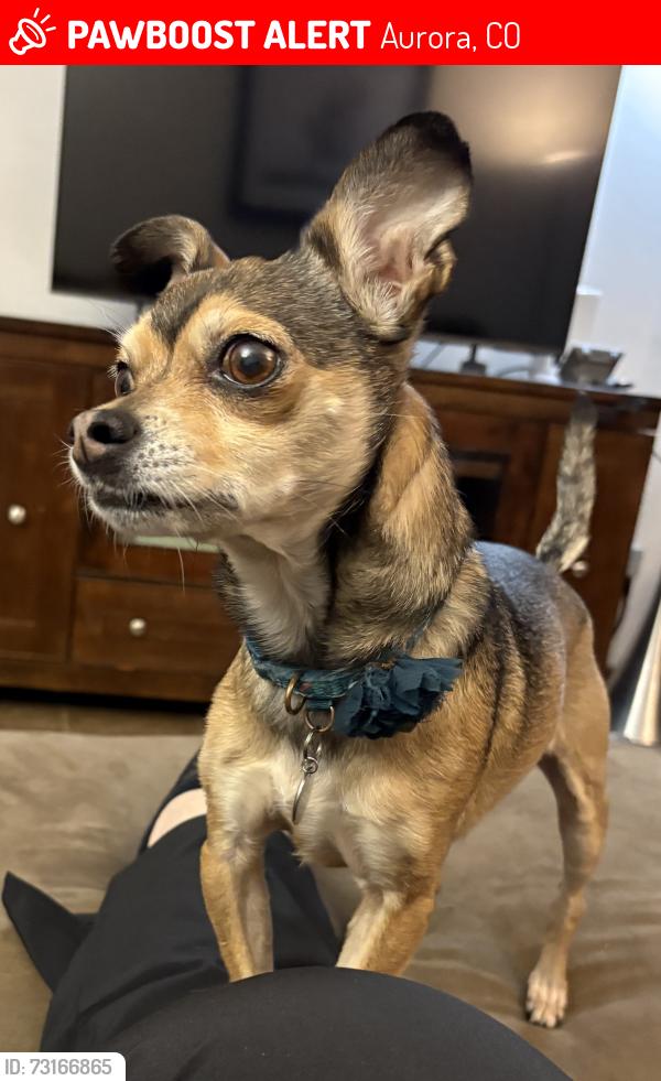 Lost Female Dog last seen 13th and Peoria Aurora, CO 80011 - Hoffman Heights, Aurora, CO 80011