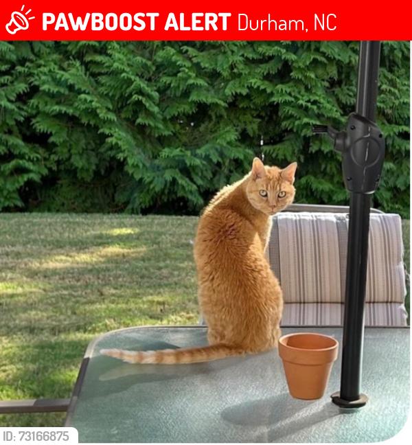 Lost Male Cat last seen Wrenn Street, Durham, NC 27703
