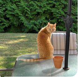 Lost Male Cat last seen Wrenn Street, Durham, NC 27703