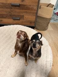 Found/Stray Male Dog last seen 37th st. & Pansy Ave, Sacramento, CA 95817