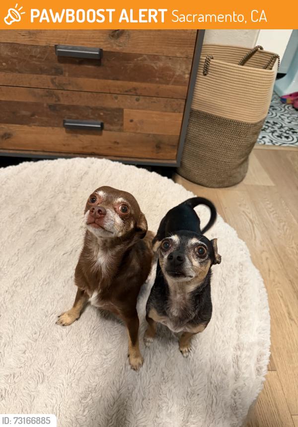 Found/Stray Male Dog last seen 37th st. & Pansy Ave, Sacramento, CA 95817