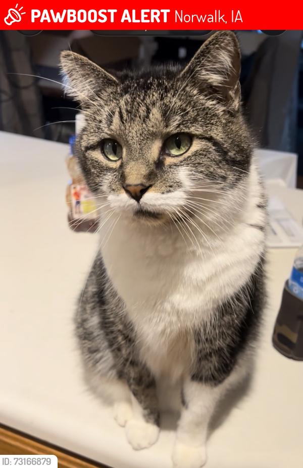 Lost Male Cat last seen Hunter Drive, Norwalk, IA 50211