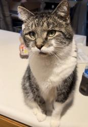 Lost Male Cat last seen Hunter Drive, Norwalk, IA 50211