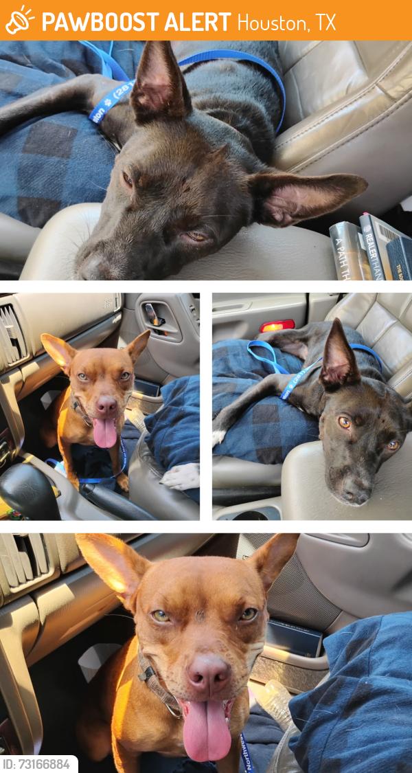 Found/Stray Female Dog last seen Hunting path, Houston, TX 77065