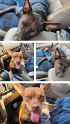 Found/Stray Female Dog last seen Hunting path, Houston, TX 77065