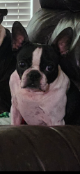Lost Female Dog last seen tavon chapel, Montgomery, TX 77356