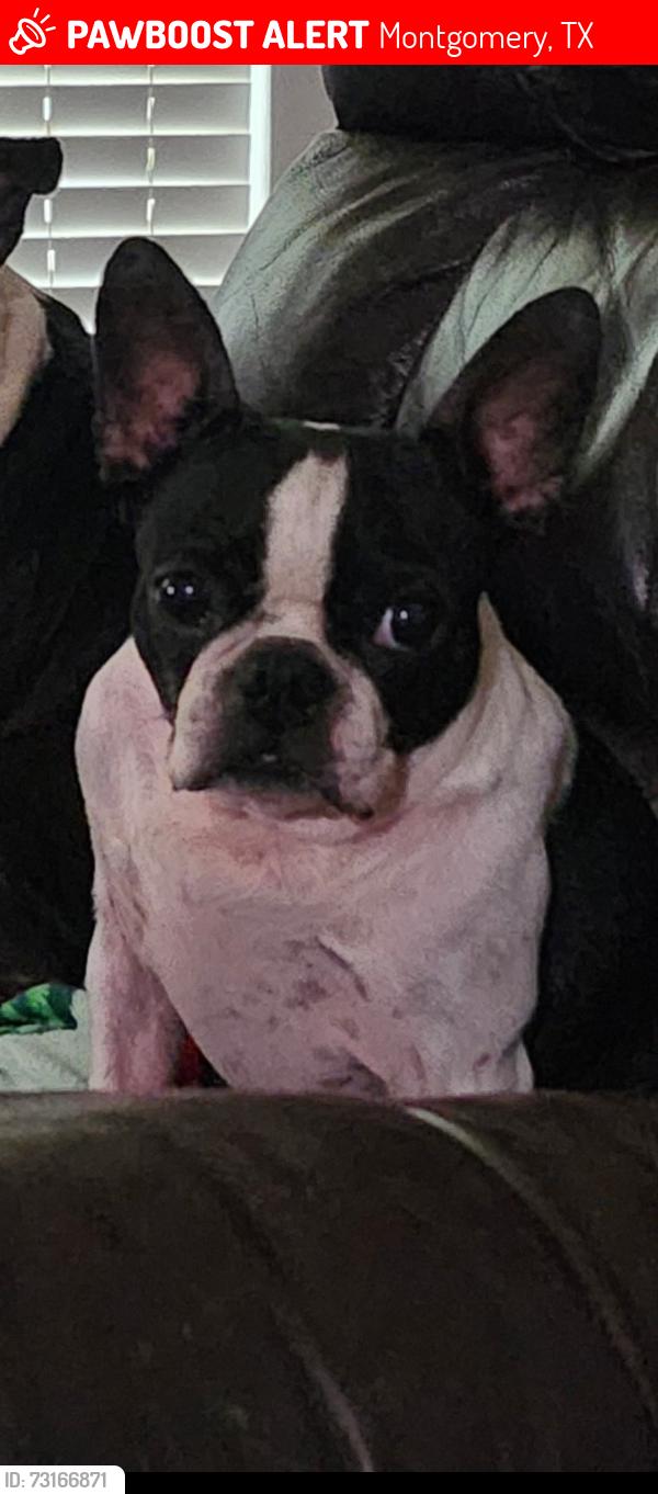 Lost Female Dog last seen tavon chapel, Montgomery, TX 77356