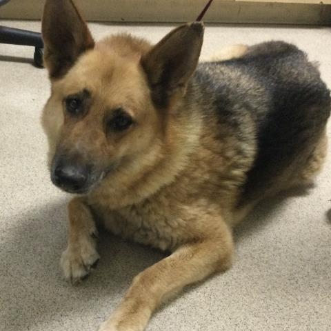 Shelter Stray Male Dog last seen Near BLOCK PACIFIC AVE, JURUPA VALLEY, CA, 6851 Van Buren Boulevard, Jurupa Valley, CA 92509, USA