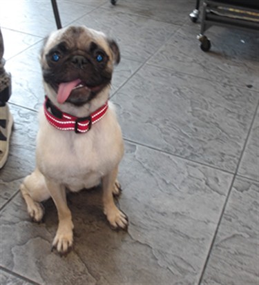 Shelter Stray Female Dog last seen , 11361 W Pico Blvd, Los Angeles, CA 90064, USA