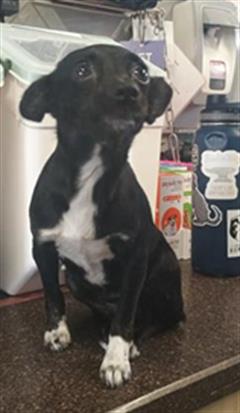 Shelter Stray Female Dog last seen , 600 Aviation Dr, Camarillo, CA 93010, USA