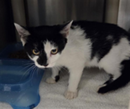 Shelter Stray Unknown Cat last seen , 232 Eslinger Way, Sanford, FL 32773, USA