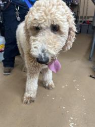 Shelter Stray Female Dog last seen ORANGE AVE AND CONOLEY AVE, 130 Beyer Way, Chula Vista, CA 91911, USA