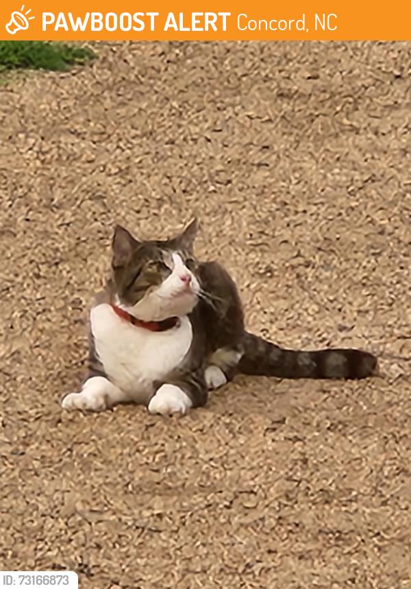 Found/Stray Male Cat last seen Lucky Drive, zemosa Acres, Red Hill, Concord, NC 28027