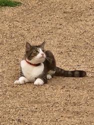 Found/Stray Male Cat last seen Lucky Drive, zemosa Acres, Red Hill, Concord, NC 28027