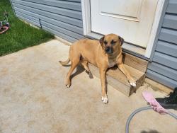 Lost Male Dog last seen Between life 360 church & McKee Park, Republic, MO 65738