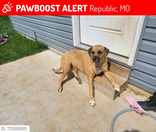 Lost Male Dog last seen Between life 360 church & McKee Park, Republic, MO 65738