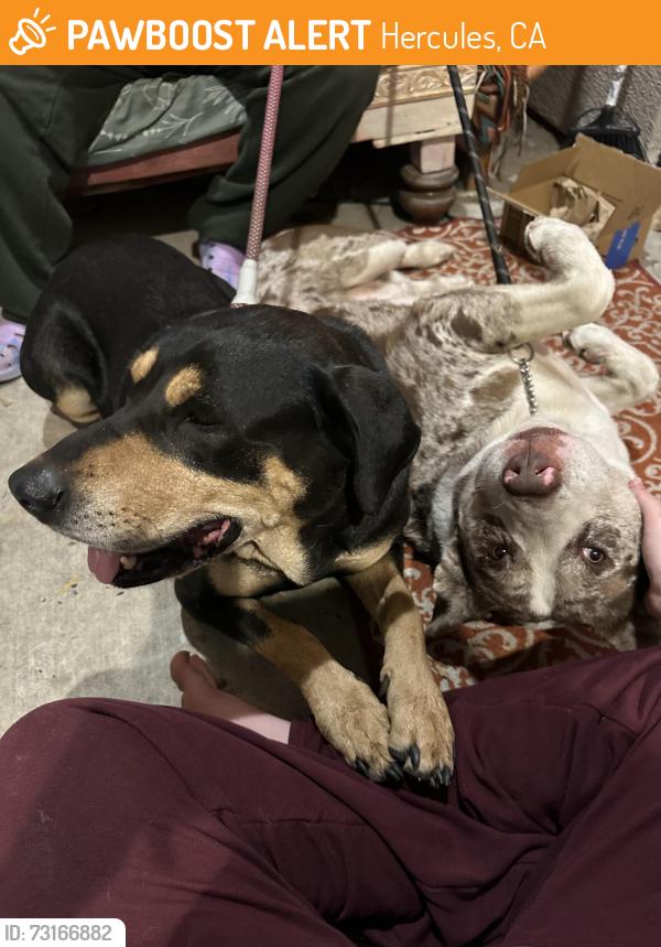 Found/Stray Unknown Dog last seen Earnest st Hercules CA, Hercules, CA 94547