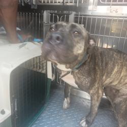 Shelter Stray Female Dog last seen Near BLOCK HUBBARD ST, DETROIT, MI 48210, 7401 Chrysler Dr, Detroit, MI 48211, USA