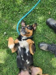 Shelter Stray Male Dog last seen Near BLOCK WINGS WAY, BAKERSFIELD CA 93308, 3951 Fruitvale Ave, Bakersfield, CA 93308, USA