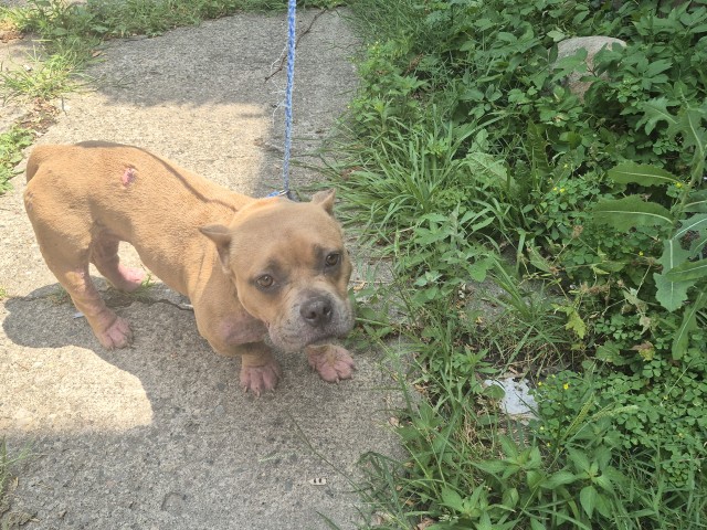 Shelter Stray Female Dog last seen Near BLOCK HAVERHILL ST, DETROIT, MI 48224, 7401 Chrysler Dr, Detroit, MI 48211, USA