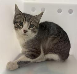 Shelter Stray Unknown Cat last seen Near BLOCK DANNY ST, CASTLE ROCK, 4556 Castleton Ct, Castle Rock, CO 80109, USA