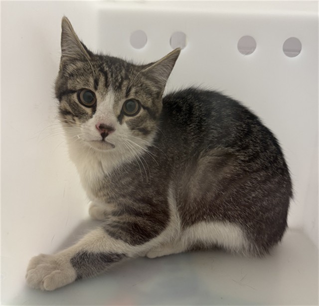 Shelter Stray Unknown Cat last seen Near BLOCK DANNY ST, CASTLE ROCK, 4556 Castleton Ct, Castle Rock, CO 80109, USA