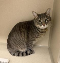 Shelter Stray Male Cat last seen Near BLOCK SOLSTICE WAY, CASTLE ROCK, 4556 Castleton Ct, Castle Rock, CO 80109, USA