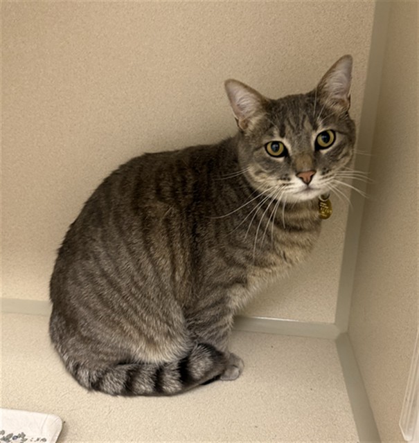 Shelter Stray Male Cat last seen Near BLOCK SOLSTICE WAY, CASTLE ROCK, 4556 Castleton Ct, Castle Rock, CO 80109, USA